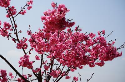 static/yn_flower_01_3000.jpg