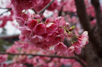 static/yn_flower_02_3000.jpg