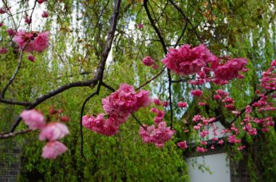 static/yn_flower_03_3000.jpg