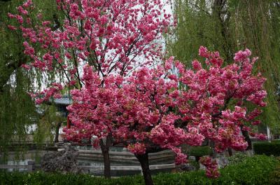 static/yn_flower_04_3000.jpg
