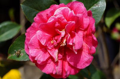 static/yn_flower_06_3000.jpg